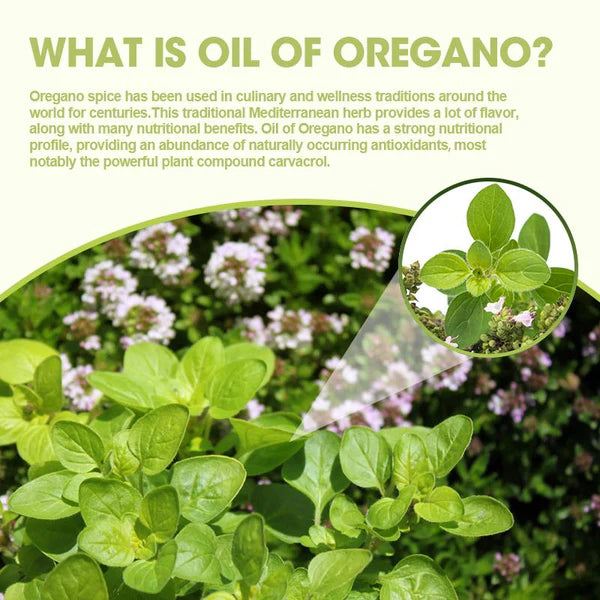 Origanum Extract Oregano Oil Capsule